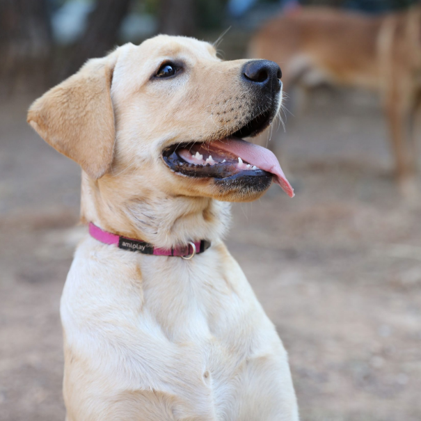 dog2